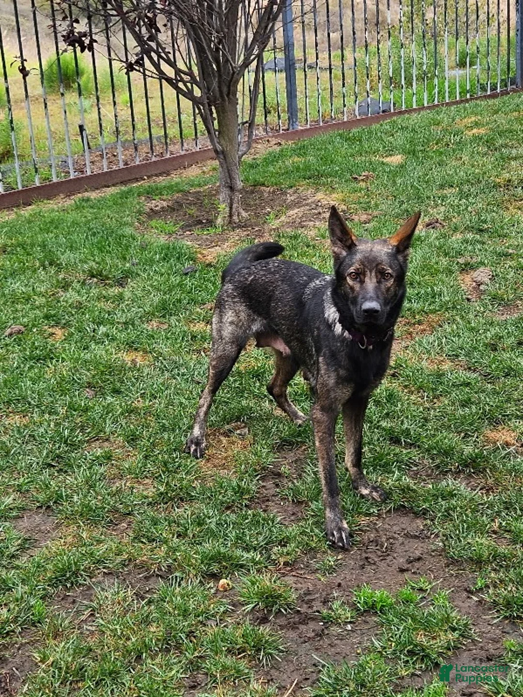 German Shepherd dogs for sale: German Shepherd Puppy 2 - Ad 2