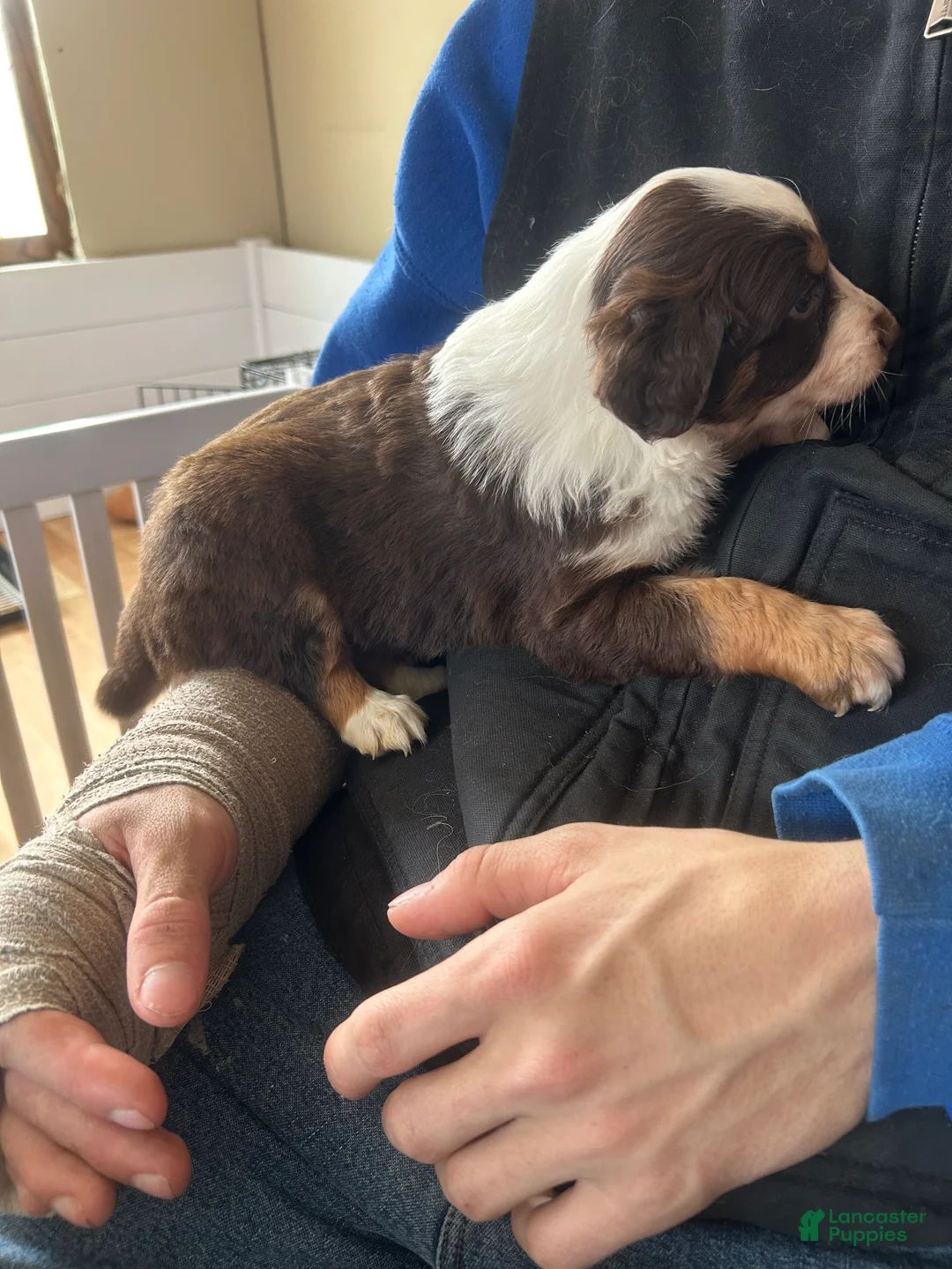 Australian Shepherd dogs for sale: Belle Star - Ad 6