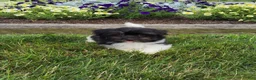 Havanese dogs for sale: Toby - Ad 14