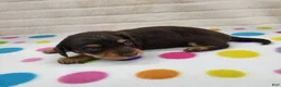 Miniature Dachshund dogs for sale: Chocolate & Tan Female - Ad 6