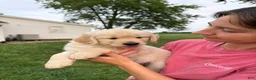 Golden Retriever dogs for sale: Gus - Ad 5