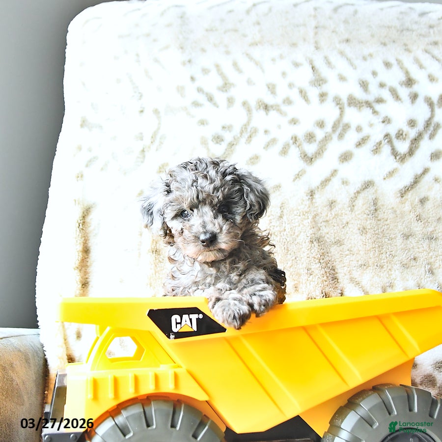 Miniature Poodle dogs Scout - Ad 2