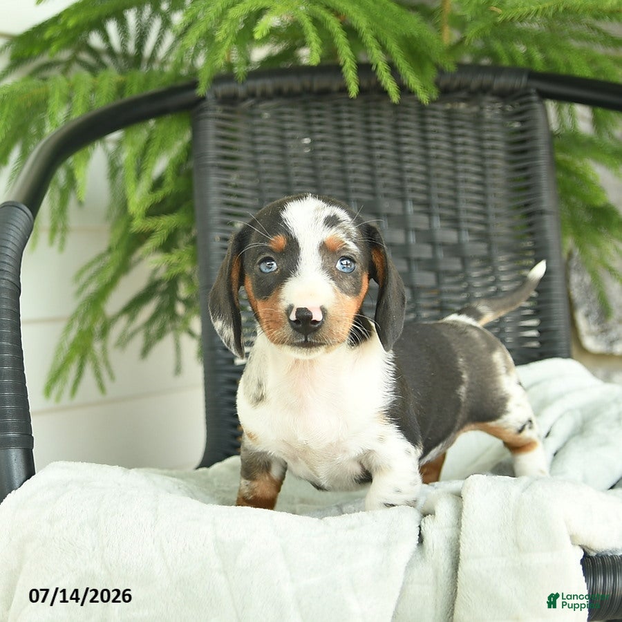 Miniature Dachshund dogs Glory  - Ad 1