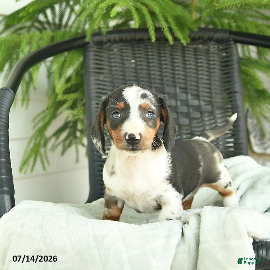 Miniature Dachshund dogs for sale: Glory  - Ad 1