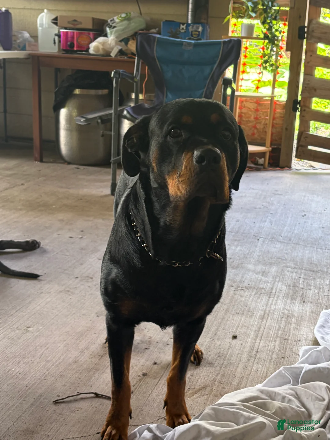Rottweiler dogs for sale: Rottweiler 1 - Ad 1