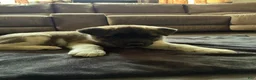 Akita dogs for sale: Akita 3 - Ad 3