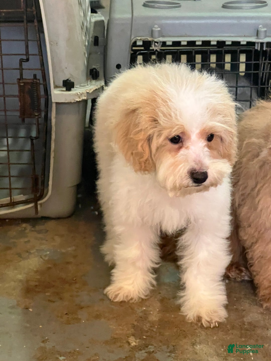 Mixed Breed dogs for sale: Mist - Ad 4