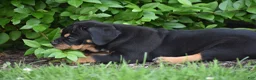 Beabull dogs for sale: Champ - Ad 4