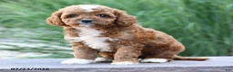 Toy Poodle dogs for sale: Lexie - Ad 4