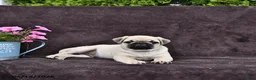 Pug dogs for sale: Dixon - Ad 3