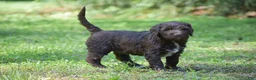Portuguese Water Dog dogs for sale: Megan - Ad 14