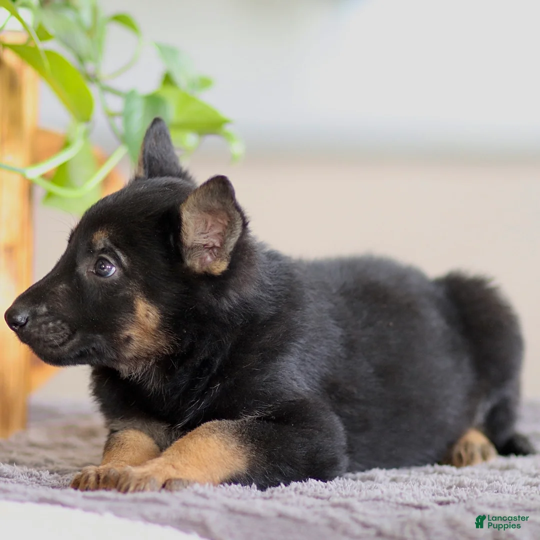 German Shepherd dogs for sale: Gus - Ad 3