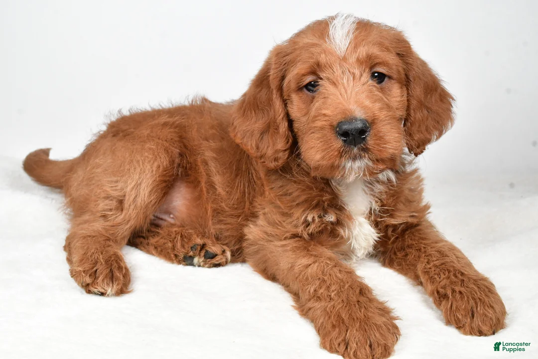 Labradoodle dogs for sale: Nacho - Ad 6