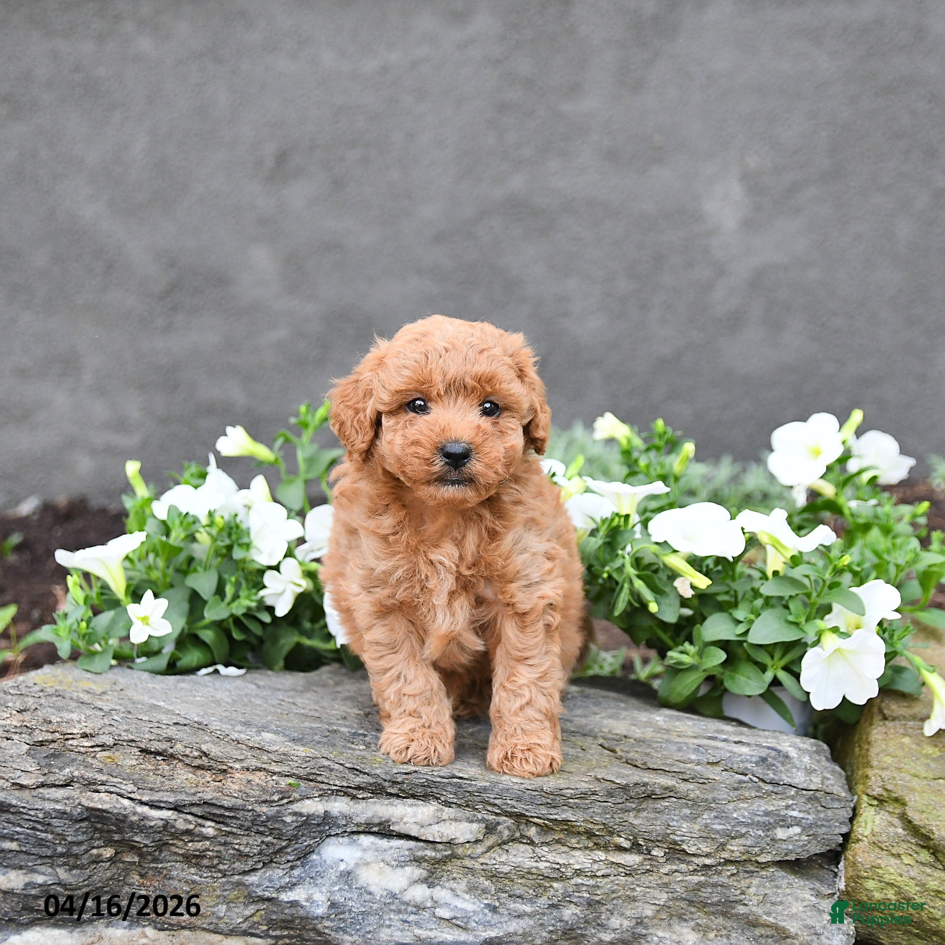 Cavapoo dogs Tony - Ad 2
