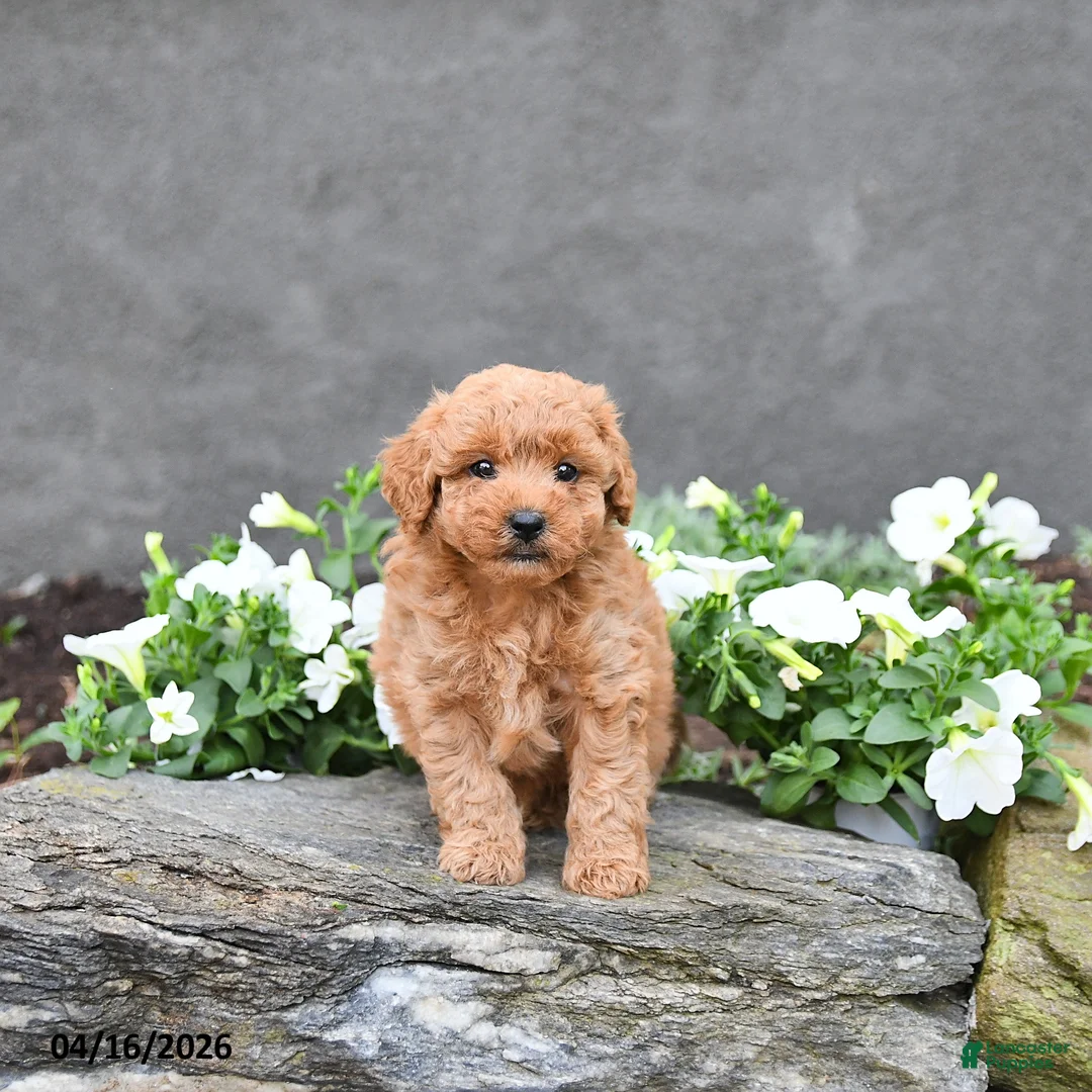 Cavapoo dogs for sale: Tony - Ad 2
