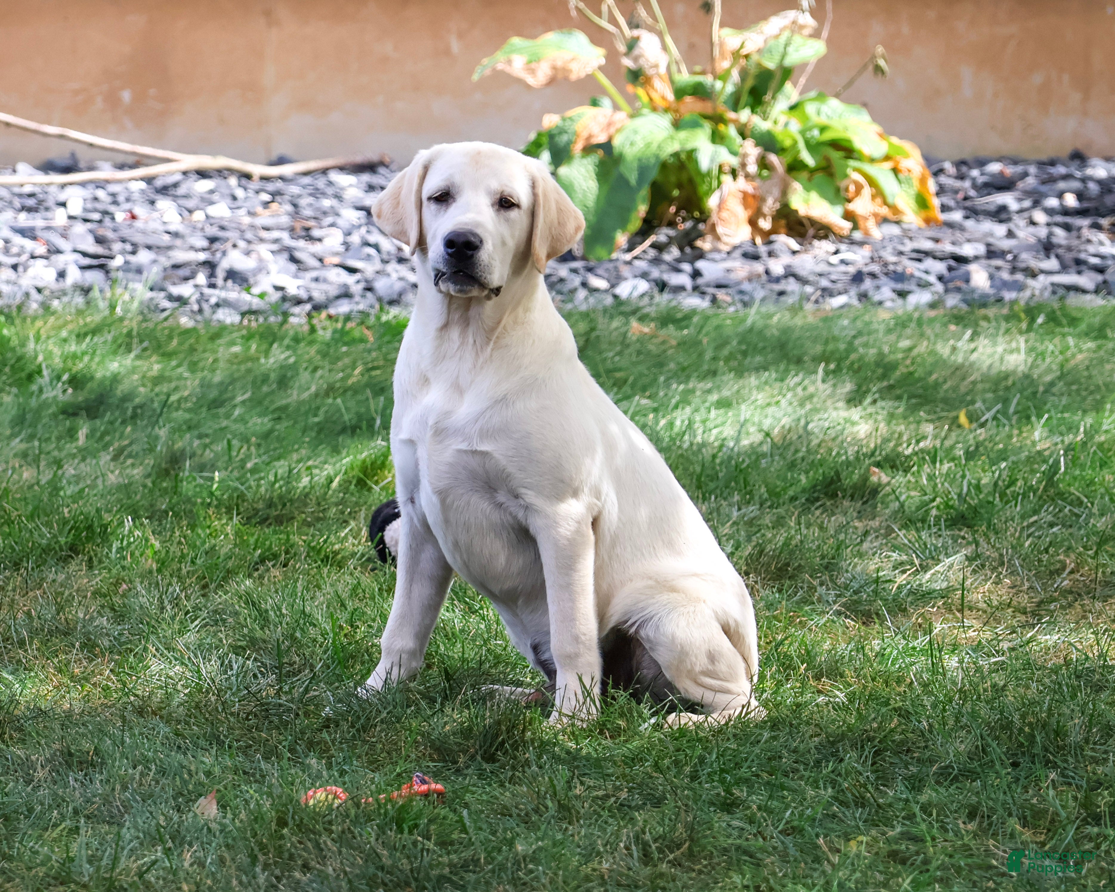 Labrador Retriever dogs Phineas - Ad 1