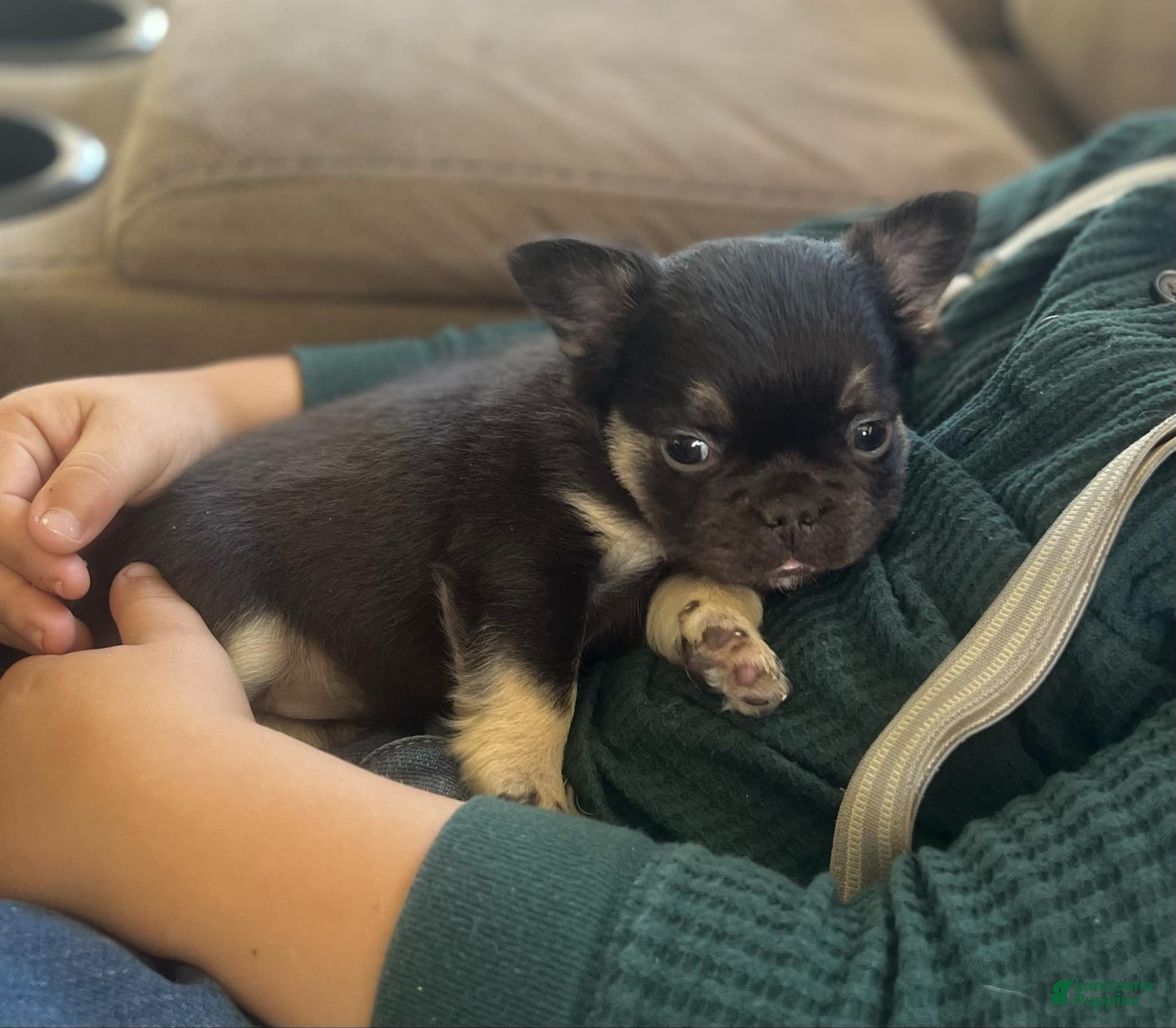 French Bulldog dogs for sale: Bitsy  - Ad 2