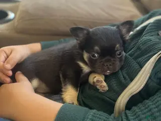 French Bulldog dogs for sale: Bitsy - Ad 2