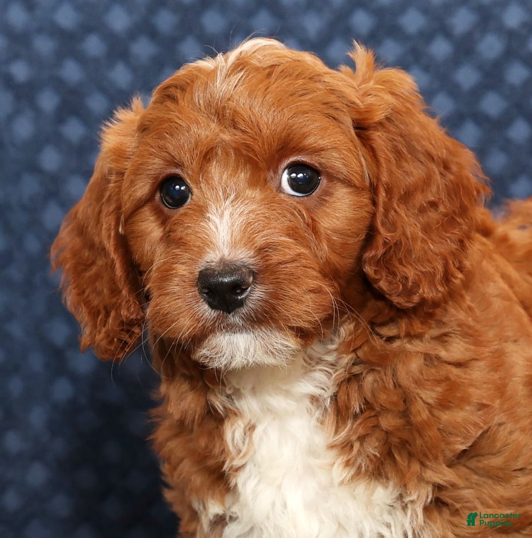 Mini Goldendoodle dogs for sale: Dolly - Ad 8