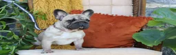 French Bulldog dogs for sale: Ollie - Ad 10