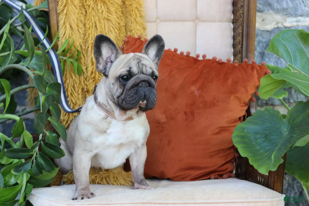French Bulldog dogs for sale: Ollie - Ad 10