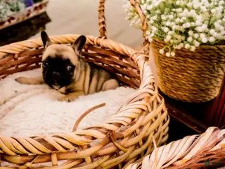 French Bulldog dogs for sale: French Bulldog Puppy 2 - Ad 2