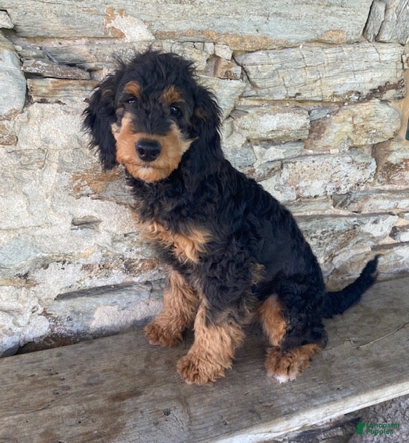 Mini Bernedoodle dogs Jazzy - Ad 1