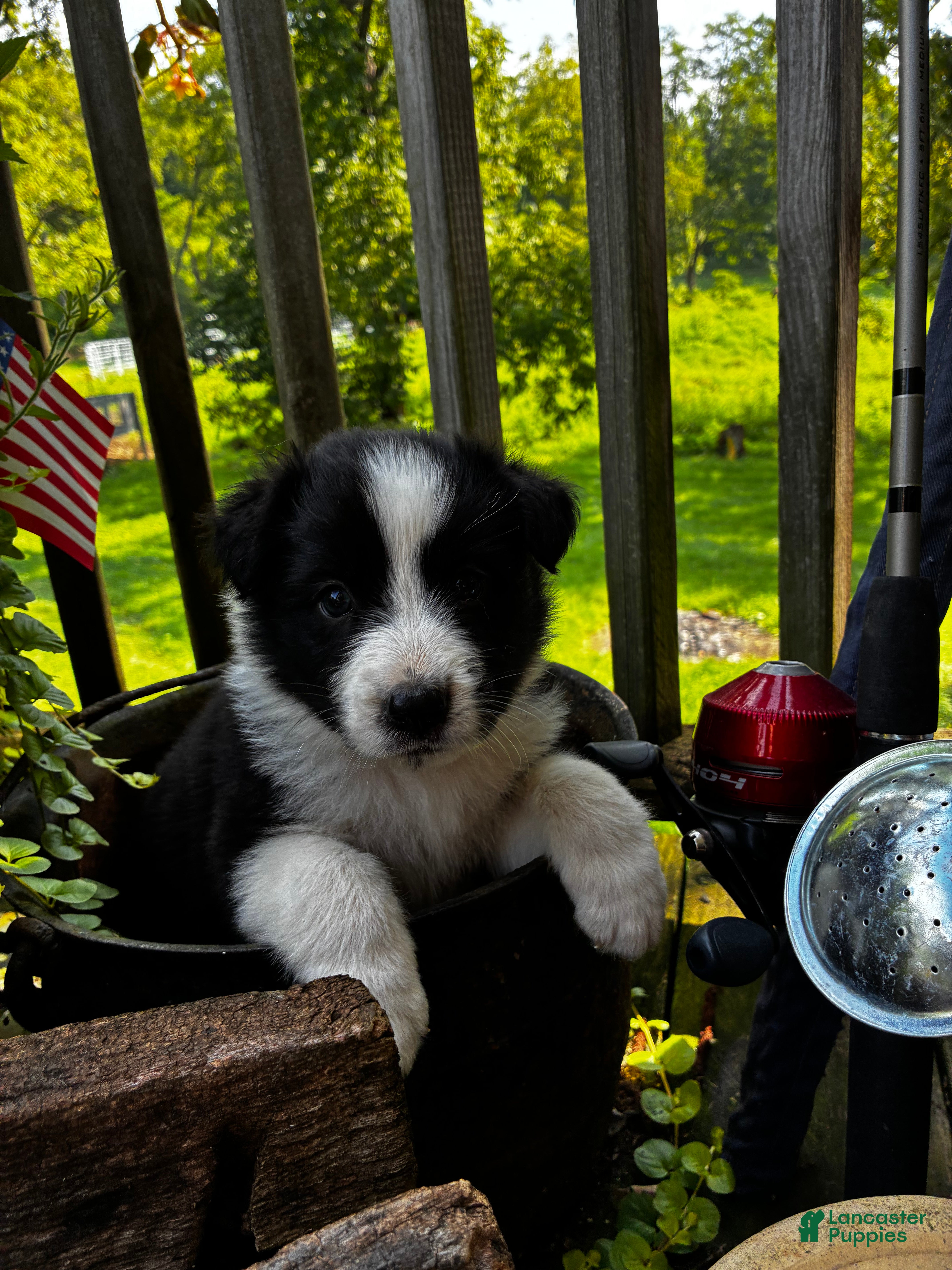 Australian Shepherd dogs Australian Shepherd 6 - Ad 9