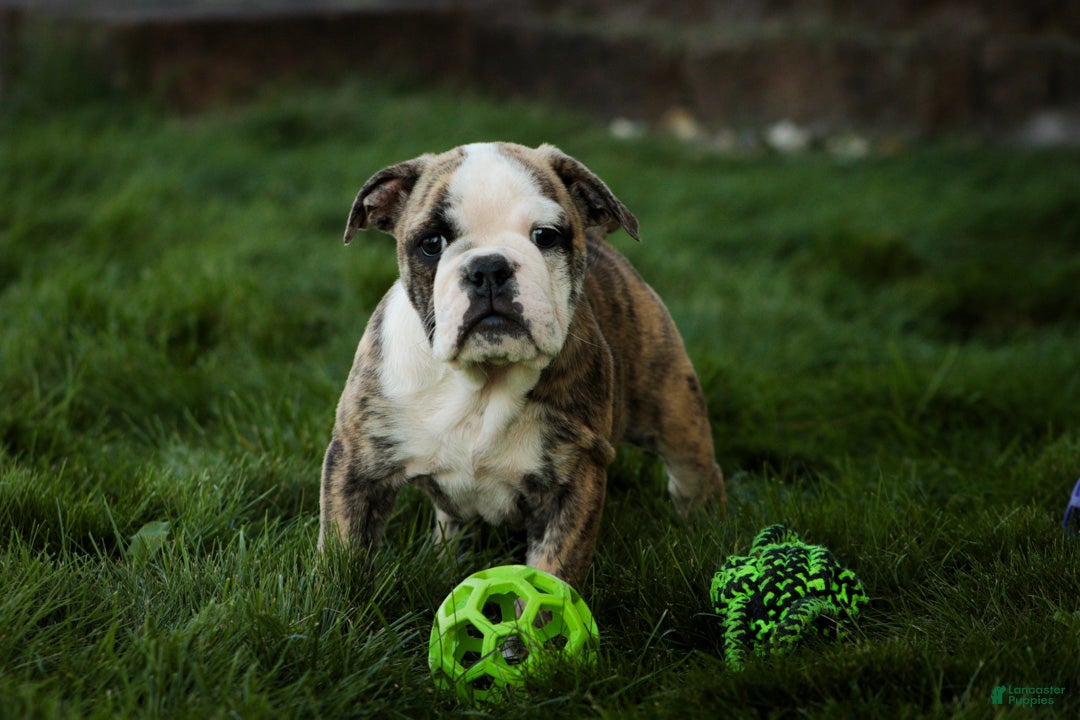 English Bulldog dogs Queen English Bulldog  - Ad 1