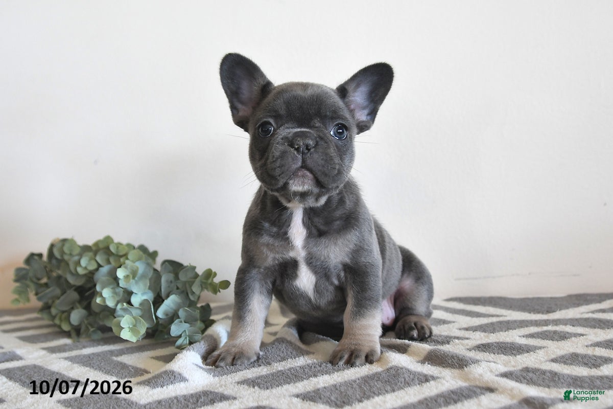 French Bulldog dogs Geneva - Ad 1