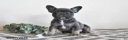 French Bulldog dogs for sale: Geneva - Ad 1