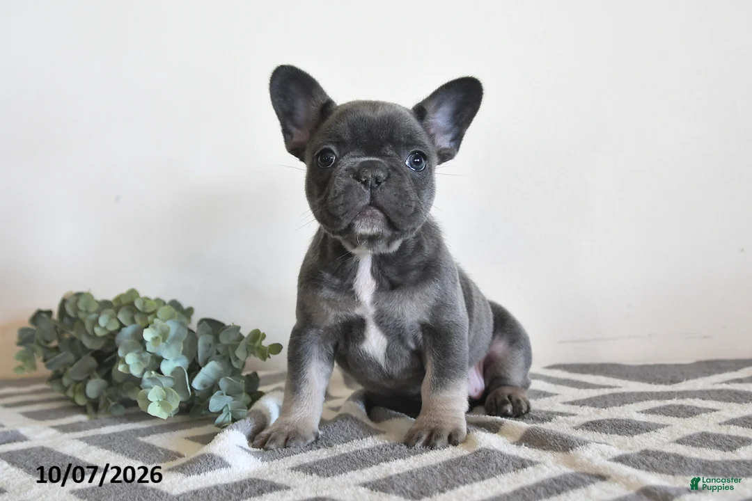 French Bulldog dogs for sale: Geneva - Ad 1