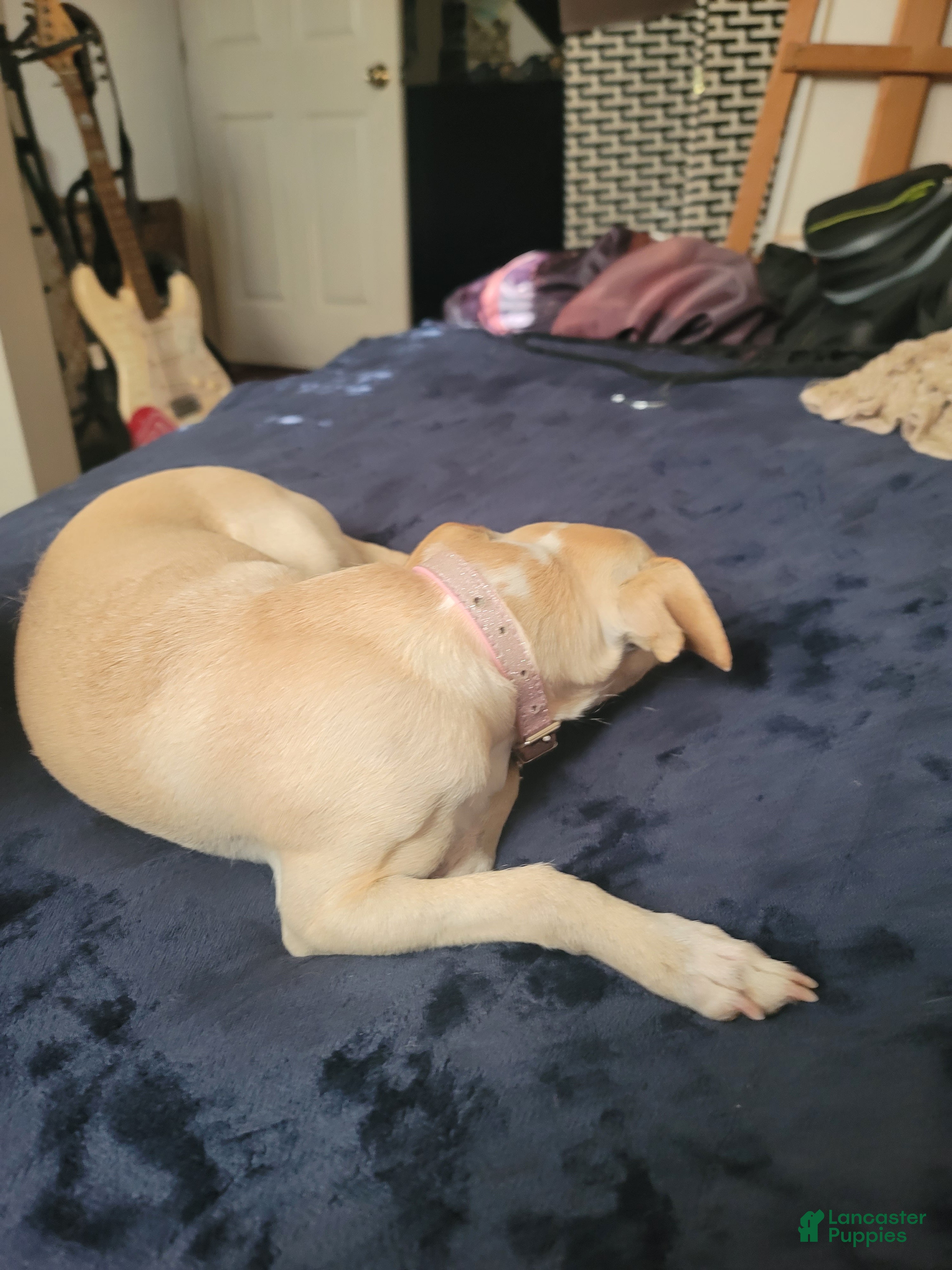Chihuahua dogs Faith - Ad 3