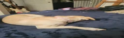 Chihuahua dogs for sale: Faith - Ad 1