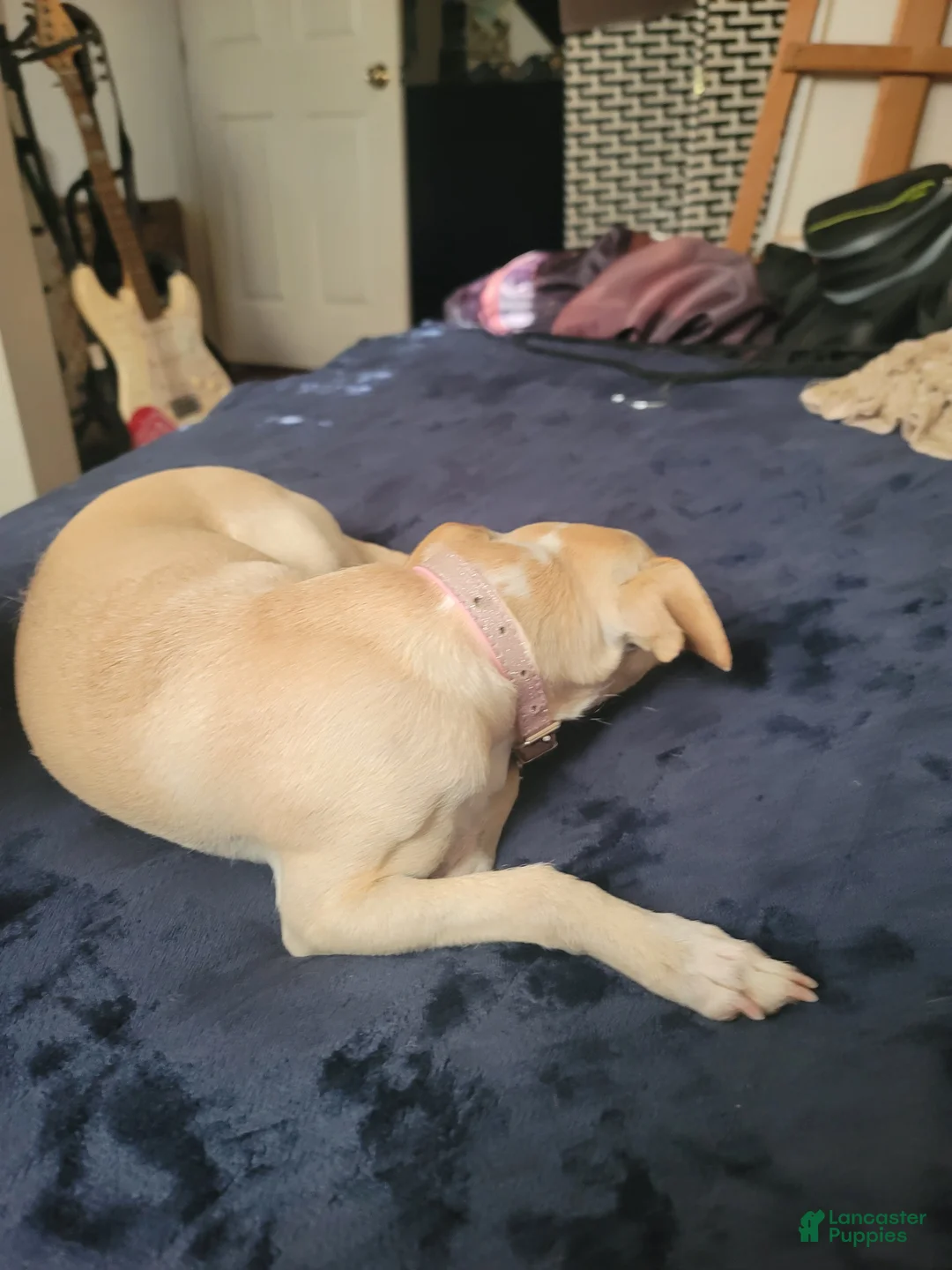 Chihuahua dogs for sale: Faith - Ad 1