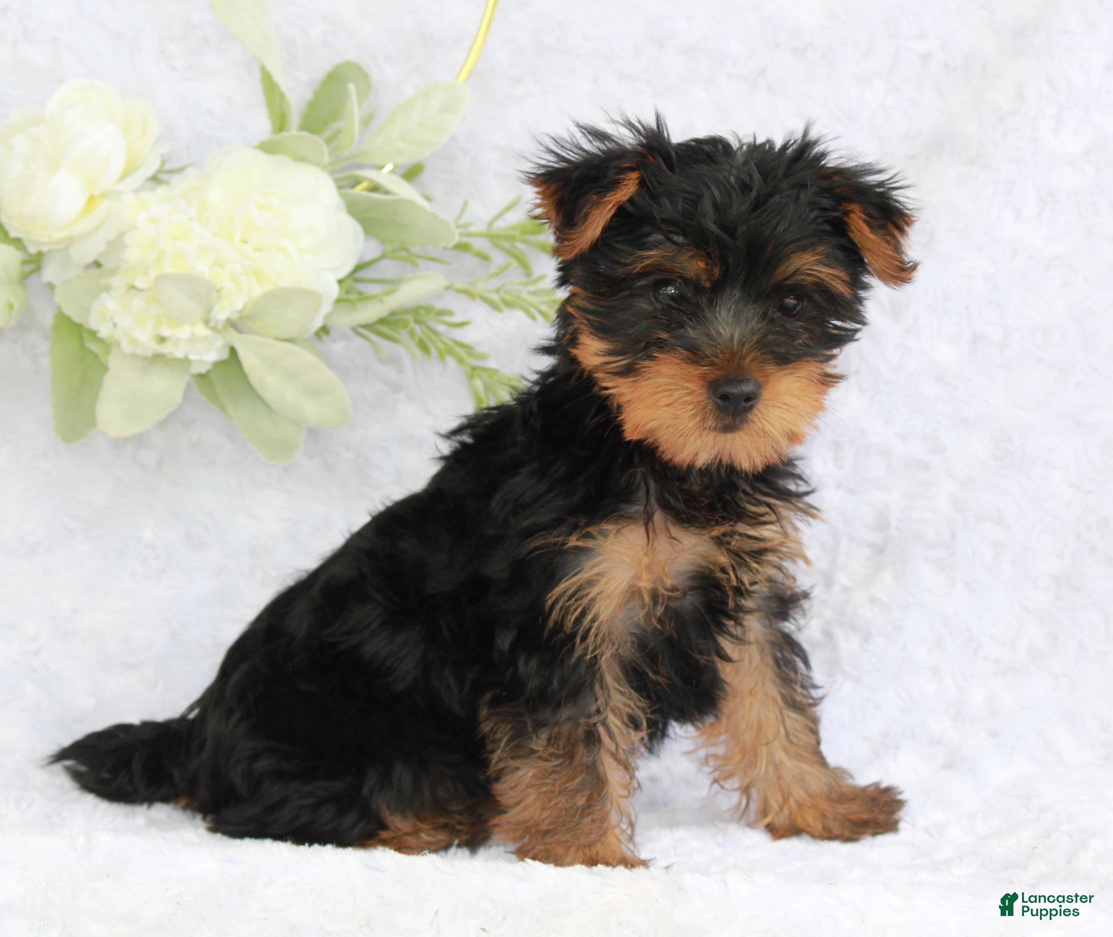 Yorkshire Terrier dogs Benny - Ad 2