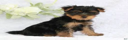 Yorkshire Terrier dogs for sale: Benny - Ad 2