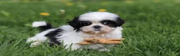 Shih Tzu dogs for sale: Asher - Ad 7