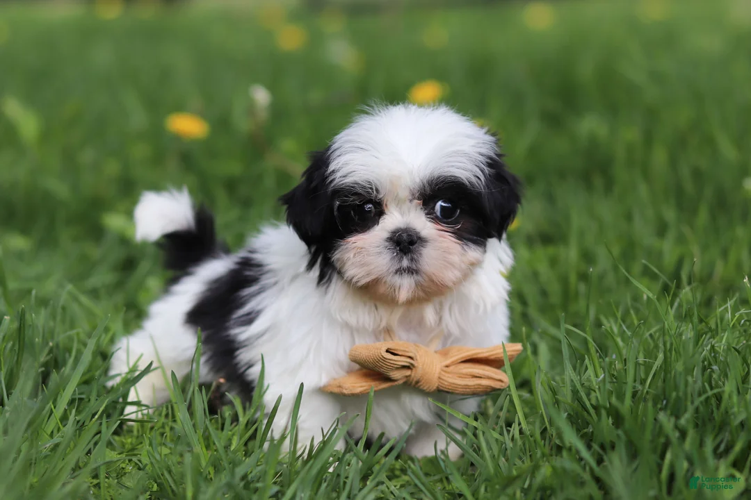 Shih Tzu dogs for sale: Asher - Ad 7