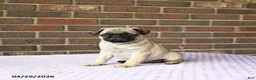 Pug dogs for sale: Wesley - Ad 1