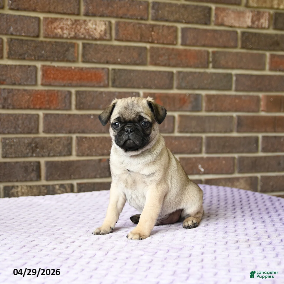 Pug dogs for sale: Wesley - Ad 1