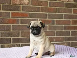 Pug dogs for sale: Wesley - Ad 4