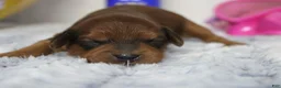 Cavapoo dogs for sale: Lee - Ad 9