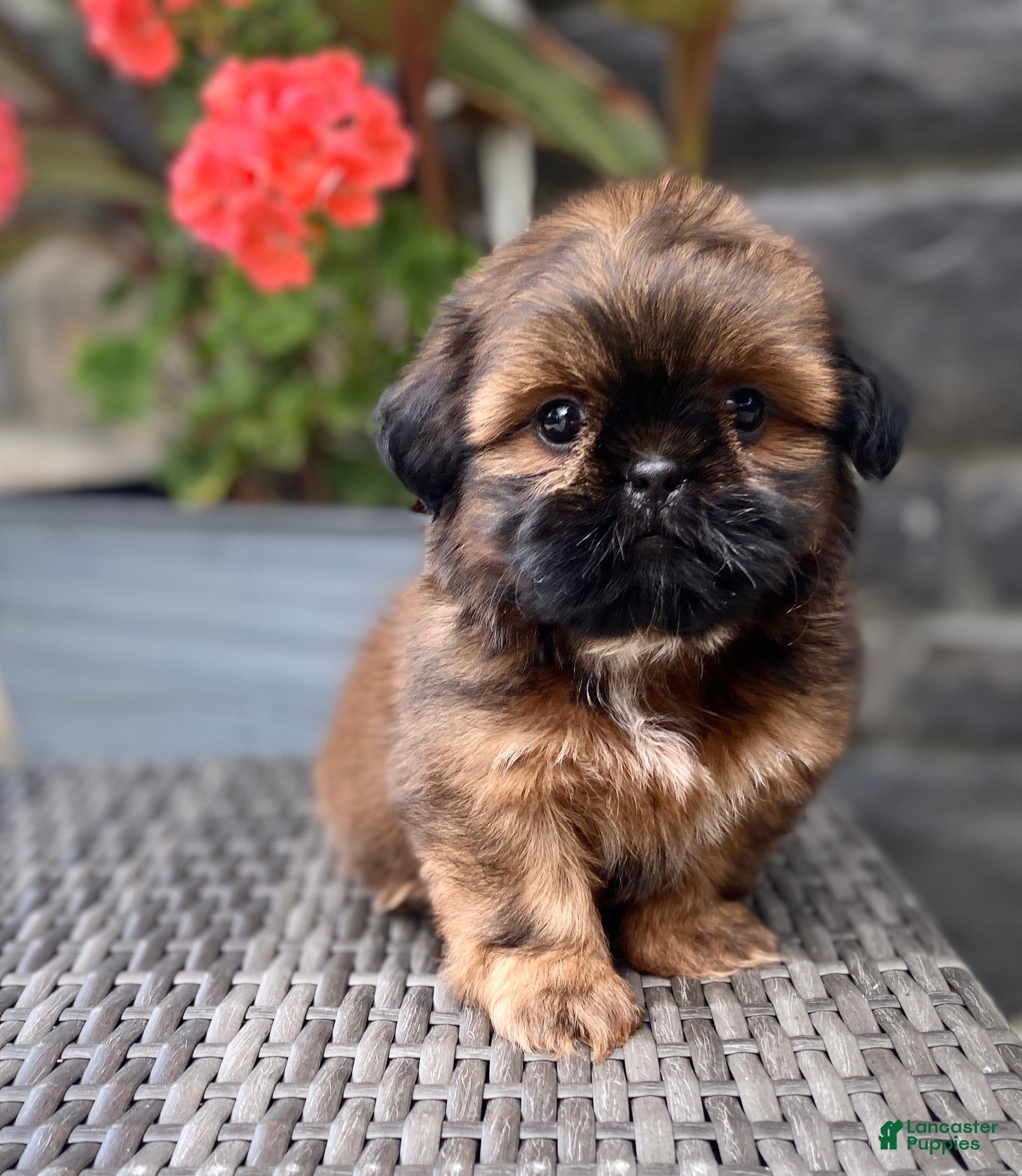 Shih Tzu dogs Lucy - Ad 2