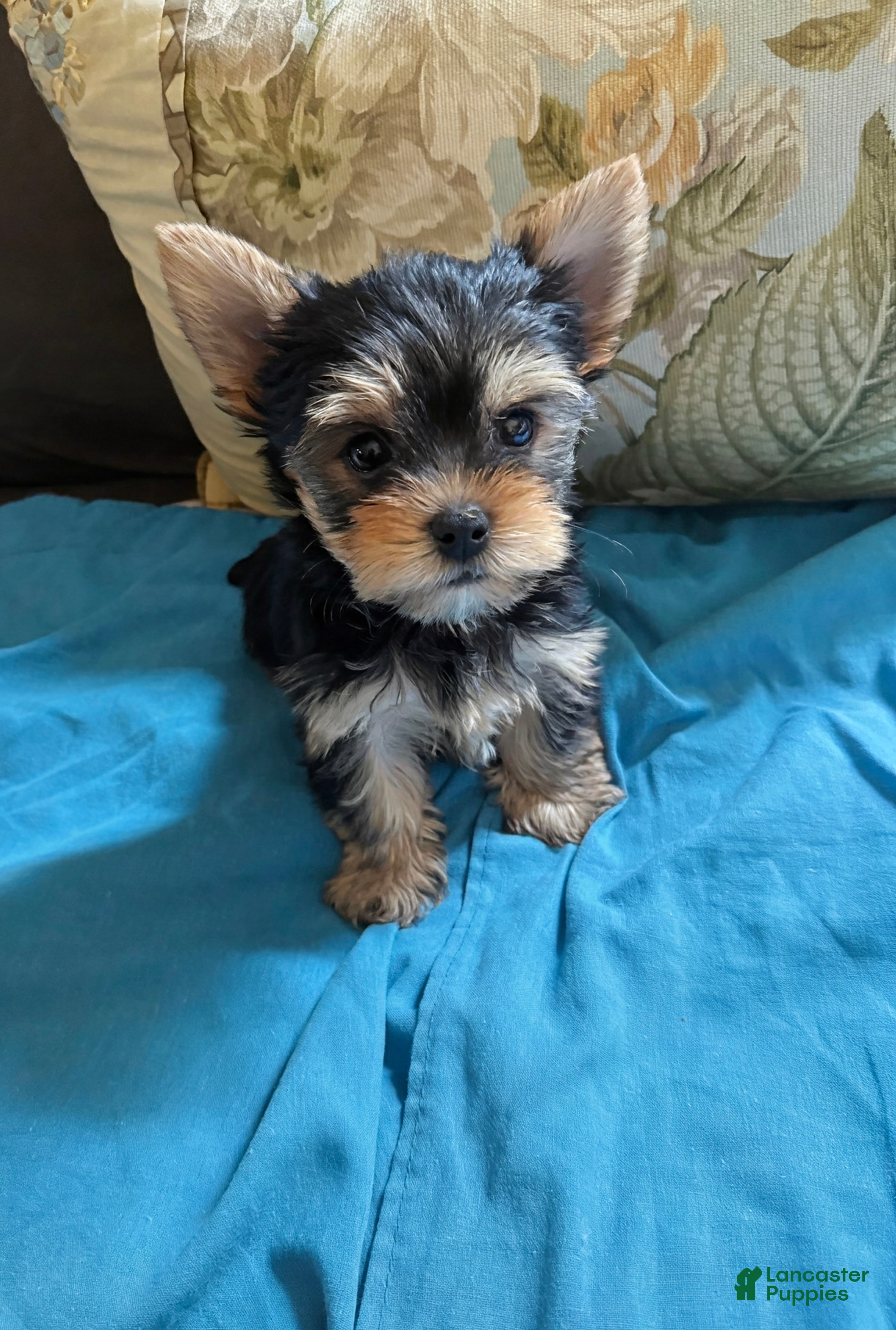 Yorkshire Terrier dogs Yorkshire Terrier 1 - Ad 3