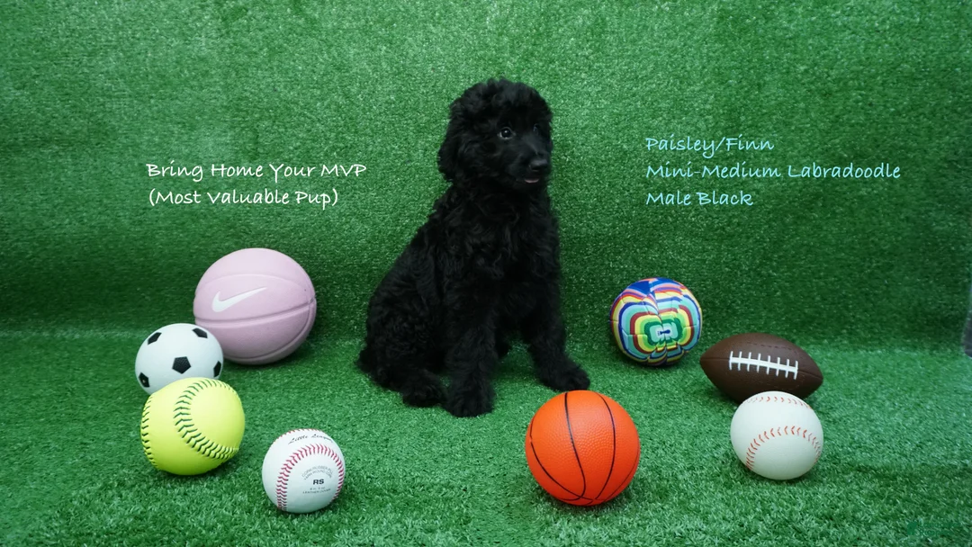 Labradoodle dogs for sale: PF Male - Ad 1