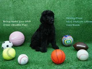 Labradoodle dogs PF Male - Ad 17