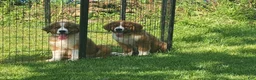 Mixed Breed dogs for sale: Marley - Ad 8