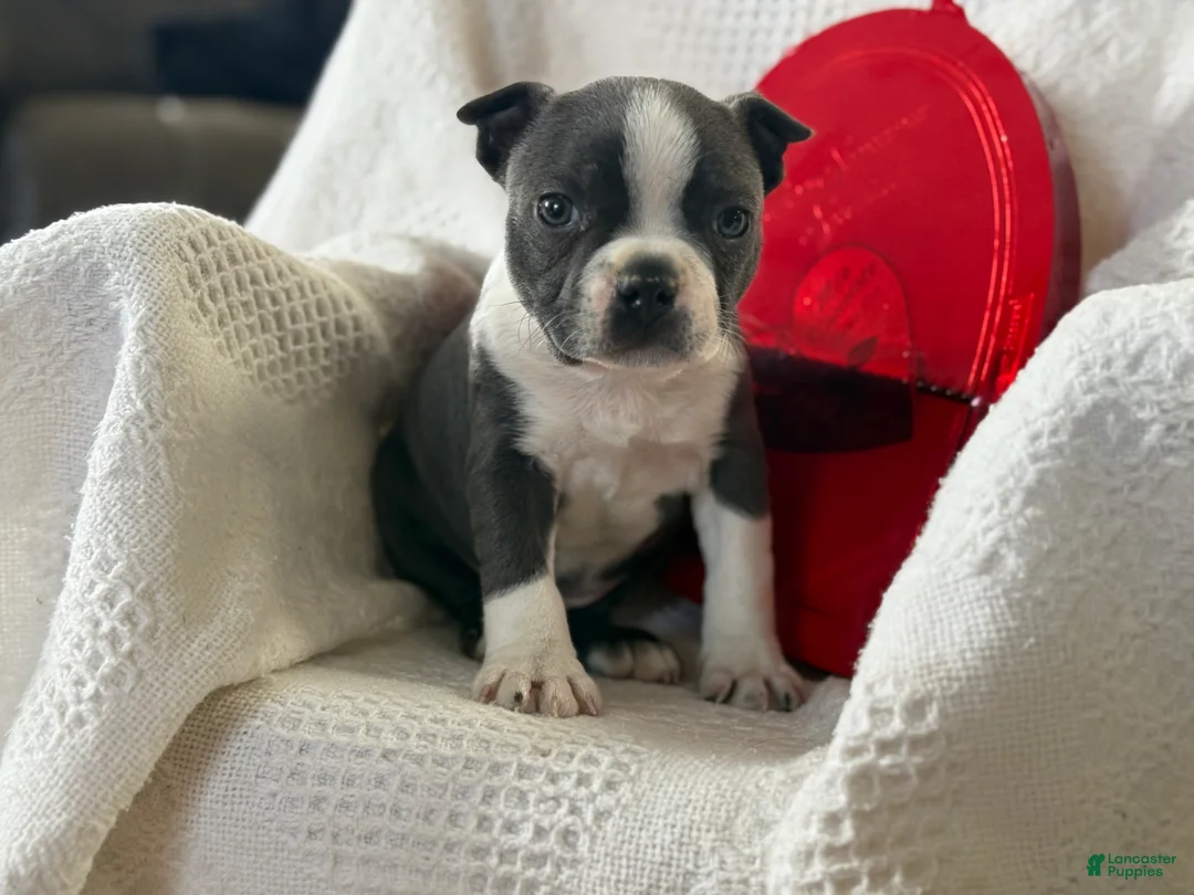 Boston Terrier dogs for sale: Ronnie - Ad 4