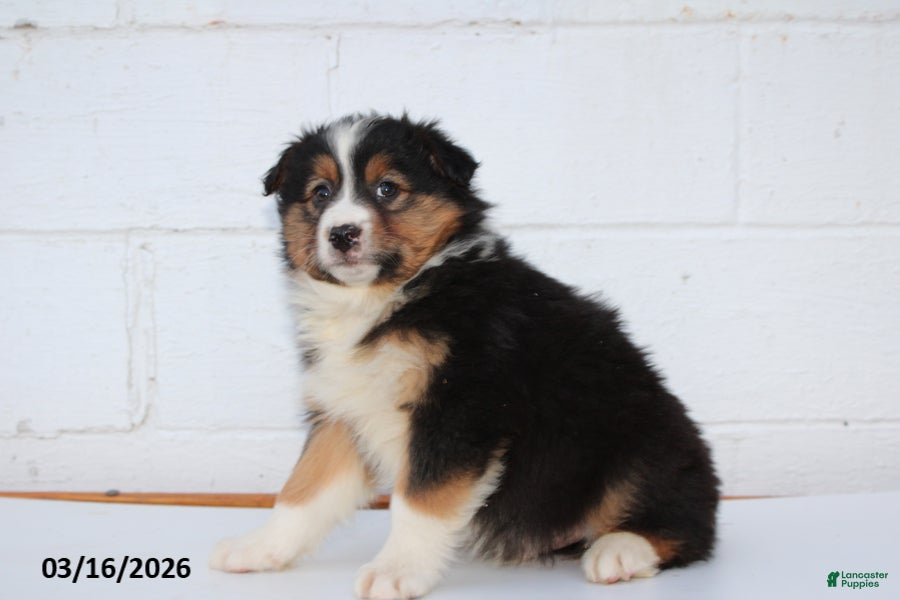 Australian Shepherd dogs Ranger - Ad 2